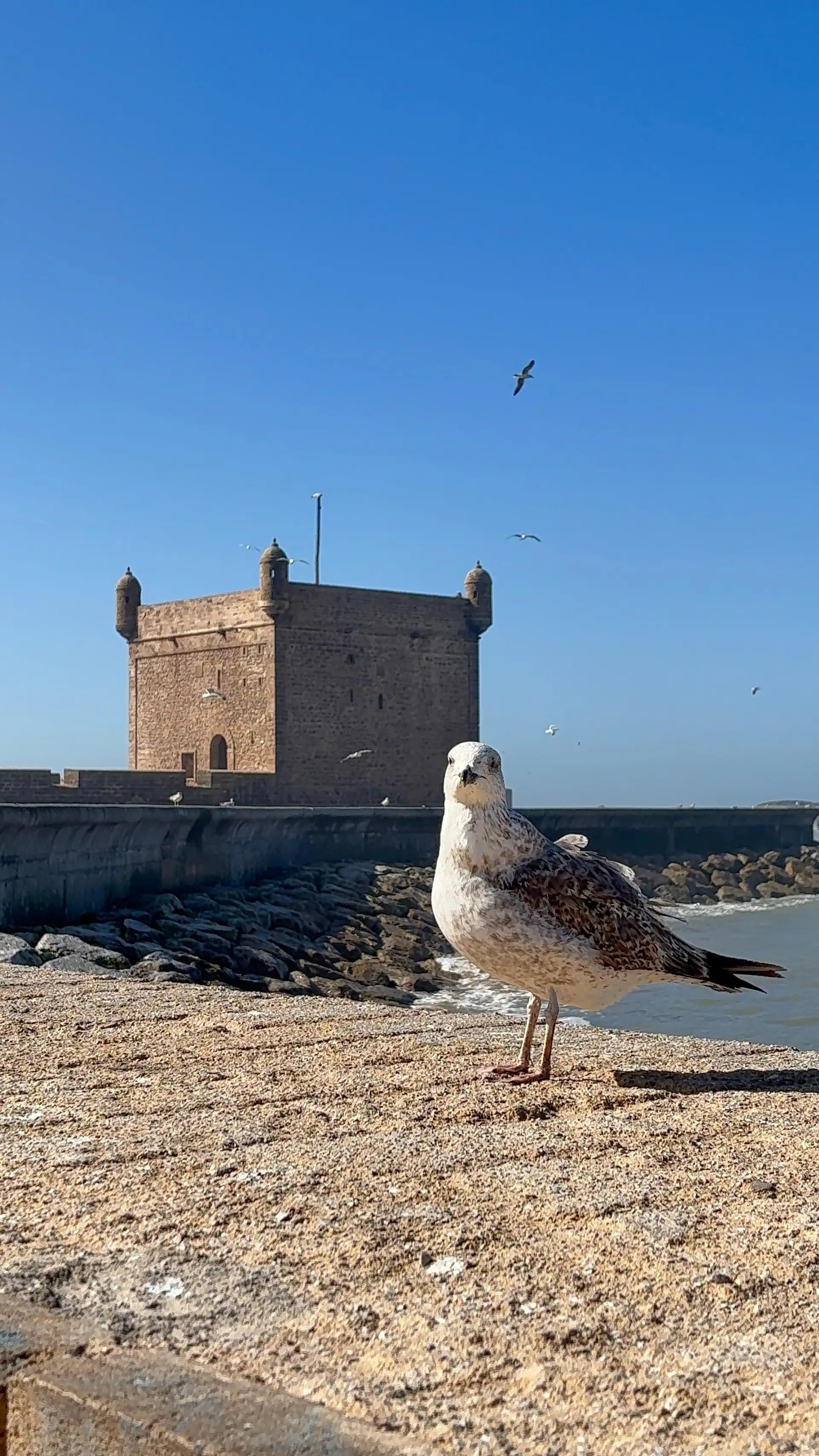 Excursion Essaouira